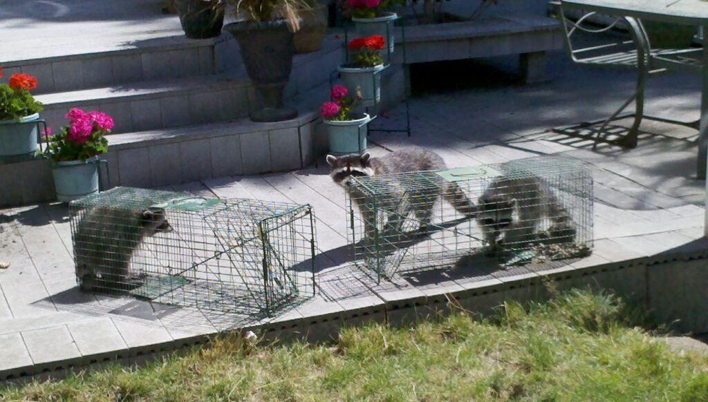 3-racoons